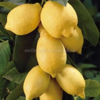 Куст.Цитрус Лимон Мейера (плоды продолговатые, оранжево-желтые)