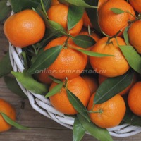 Куст.Цитрус Мандарин Ретикулата (плоды желто-оранжевые)