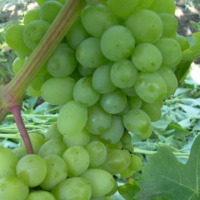 Куст.Виноград плодовый Гарольд (оч.ранний, янтарно-желтый, крупный)
