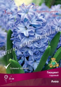 Клуб.Гиацинт Аква (ярко-голубой с белыми переливами) (3) цена за 1шт.