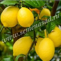 Куст.Цитрус Лимон Лунарио (плоды вытянутые, св-желтые)