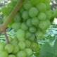 Куст.Виноград плодовый Гарольд (оч.ранний, янтарно-желтый, крупный) - уменьшеная
