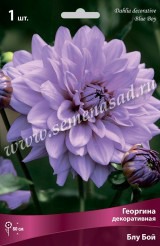 Клуб.Георгины Блу Бой (декорат.,уникальный, сиренево-голубой)