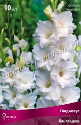 Клуб.Гладиолусы Бангладеш (гофрированный, белый)  (10) цена за 1шт.