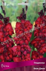 Клуб.Гладиолусы Блэк Джек (красный с темно-бордовой каймой)  (10) цена за 1шт.