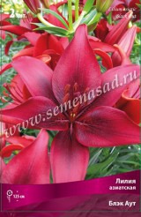 Клуб.Лилии азиат. Блэк Аут (темно-красный)  (2)  цена за 1шт.