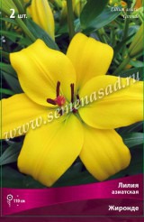 Клуб.Лилии азиат. Жиронда (ярко-желтый с зеленцой) (2) цена за 1шт.