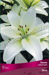 Клуб.Лилии азиат. Йети  (белый, диам. до 20см)  (2)  цена за 1шт.