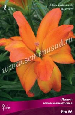 Клуб.Лилии азиат. Игл Ай (махровый, огненно-рыжий с желтым) (2) цена за 1шт.