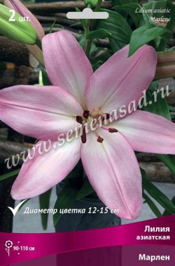 Клуб.Лилии азиат. Марлен (нежно-розовый со светл.центром) (2) цена за 1шт.
