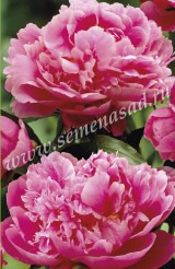 Клуб.Пион Бушела (махровый, розовый)