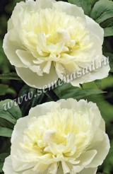 Клуб.Пион Дюшес де Немур (белый с кремовым центром)