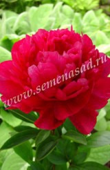 Клуб.Пион Канзас (полушаровидный, ярко-красный)