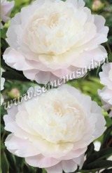 Клуб.Пион Мунстоун (махровый, белый с розовым оттенком)