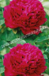 Клуб.Пион Феликс Крауссе (махровый, темно-красный с синим оттенком)