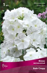 Клуб.Флокс Вайт Спарр (белоснежный)