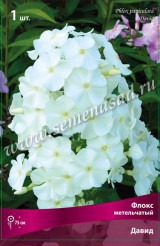 Клуб.Флокс Давид (белый)