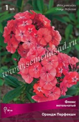 Клуб.Флокс Ориндж Перфекшн (оранжево-красный)