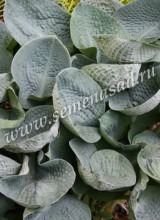 Клуб.Хоста Биг Дэдди (крупный, листья темно-голубые)