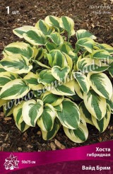 Клуб.Хоста Вайд Брим (листья темно-зеленые с желто-кремовой каймой)