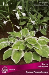Клуб.Хоста Диана Ремемберед (листья зеленые с широкой белой каймой)