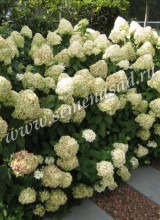 Куст.Гортензия метельчатая Фантом (цветки кремово-белые,осенью розовые)