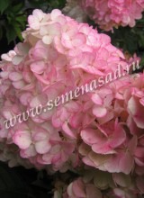 Куст.Гортензия метельчатая Ваниль Фрайз (соцветия крупные, от белого до ярко-красного)