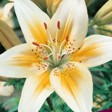 Клуб.Лилии азиат. Ориндж Электрик (оранжево-апельсиновый с белой каймой и крапом)  (2)  цена 1шт.