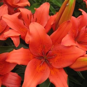 Клуб.Лилии азиат. Лондрина (красный с темным крапом)  (2)  цена за 1шт.