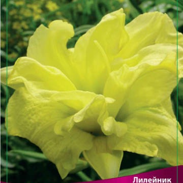 Клуб.Лилейник Дабл Ривэ Вай  (лимонный, махровый, повторн.цветение)