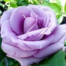 Куст.Роза чайно-гибр.Си-Си (голубой)