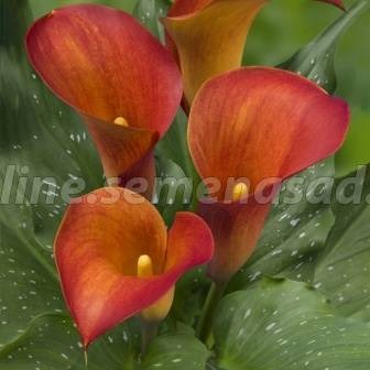 Клуб.Калла Кэптин Тринити (ярко-оранжевый с желто-красными вкраплениями)