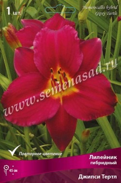 Клуб.Лилейник Джипси Тертл (красный с малин. оттенком и желтым горлом, очень много цветов)