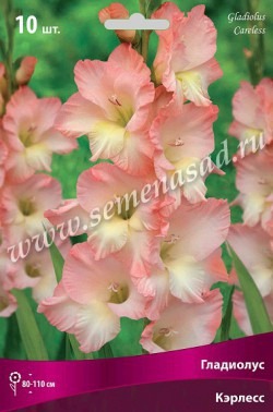 Клуб.Гладиолусы Кэрлесс (кремово-желтый центр, переходящий в розовую кайму) (10) цена за 1шт.