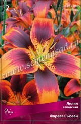 Клуб.Лилии азиат. Форевер Сьюзан (оранжевый с белым)  (2)  цена за 1шт.