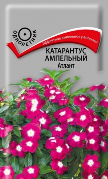 Цв.Катарантус ампельный Атлант Поиск 10шт. (бордовый с белым глазком)