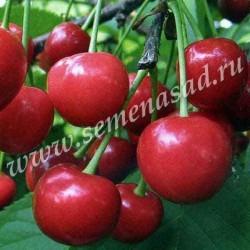 Куст.Вишня Надежда (дюк, средний, темно-красный) коробка