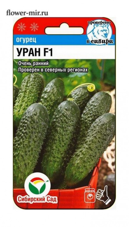 Огурец Уран F1 Сиб. сад  цв.п. 5шт (суперранний партенокарпик, без пустот и без горечи)