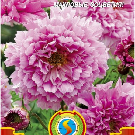Цв.Космея Дабл Клик Розовая конфетка  Плазмас