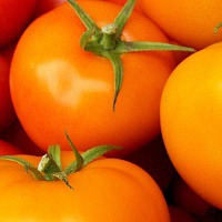 Томат Земляк Плазмас цв.п. 20шт. (отк.гр., среднесп., 11-14 плодов на кисти)