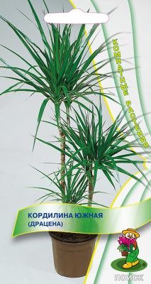 Цв.Кордилина южная (драцена) Поиск  5шт (комнатн.)