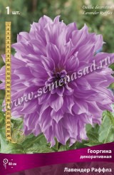 Клуб.Георгины Лавендер Раффлз (декорат., лавандовый, д.25см)