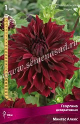 Клуб.Георгины Мингус Алекс (декорат., насыщенно-бордовый)