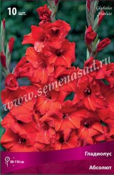 Клуб.Гладиолусы Абсолют (ярко-красный)  (10) цена за 1шт.