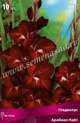 Клуб.Гладиолусы Арабиан Найт (темно-бордовый с белыми штрихами) (10) цена за 1шт.