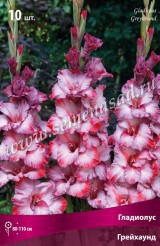 Клуб.Гладиолусы Грейхаунд (нежно-сиреневый с красным штрихом и каймой) (10) цена за 1шт.