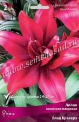 Клуб.Лилии азиат. Блад Бразерз (махровый, малиновый с красн. оттенком, глянцевый)  (2)  цена за 1шт.