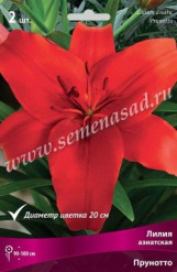 Клуб.Лилии азиат. Прунотто (красный с темным крапом  диам.20см)  (2)  цена за 1шт.