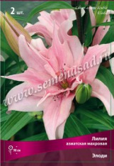 Клуб.Лилии азиат. Элоди  (махровый, нежно-розовый с темным крапом)  (2)   цена за 1шт.