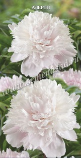 Клуб.Пион Алерти (махровый, нежно-розовый)